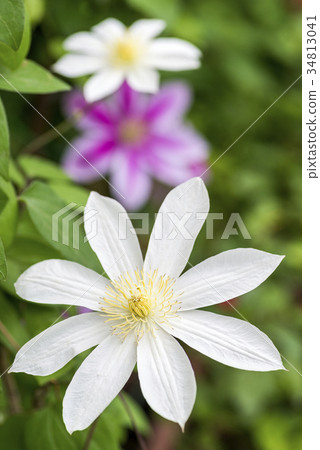 與紫色後面的白色tessen花 34813041