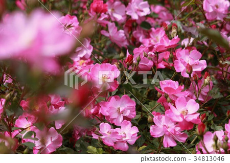 Pink beautiful rose flower 34813046