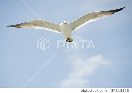 Seagull 34813136