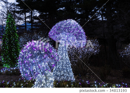 Morning Calm Arboretum, Gapyeong-gun, Gyeonggi-do 34813193