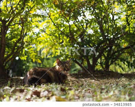 Cat resting in the shade of implantation 34813985