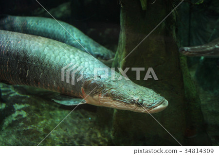 juvenile arapima gigas, underwater juvenile arapima gigas, underwater 34814309