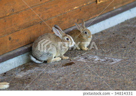 Cute Rabbit at  Okunoshima, Hiroshima, Japan 34814331