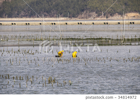 Shrimp farm, Jangheung-gun, Jeonnam Shrimp farm, Jangheung-gun, Jeonnam 34814972