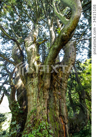 The best Tsuyusugi Yamagata Prefecture The best Tsuyusugi Yamagata Prefecture 34815108