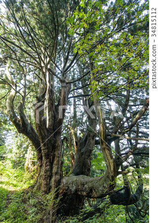 山形縣最好的Tsuyusugi 34815112