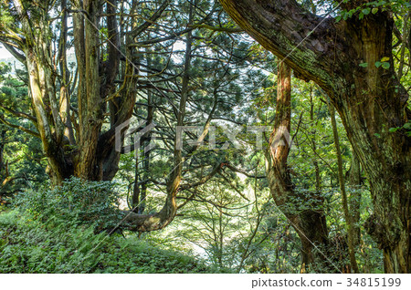 Yuzu cedar forest Yamagata prefecture 34815199