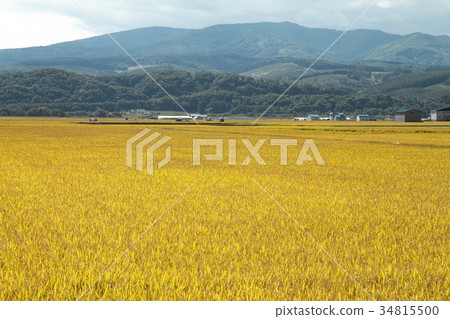 Paddy fields in Hokkaido Paddy fields in Hokkaido 34815500