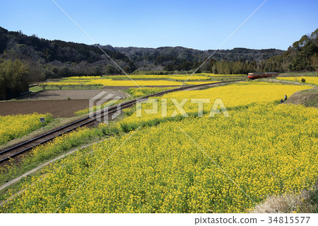 Nanohana field 34815577