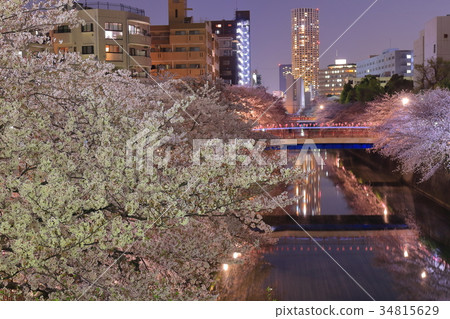 Meguro河櫻花樹在晚上 34815629