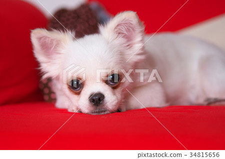 奇瓦瓦 奇瓦瓦 34815656