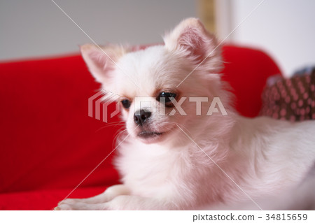 奇瓦瓦 奇瓦瓦 34815659