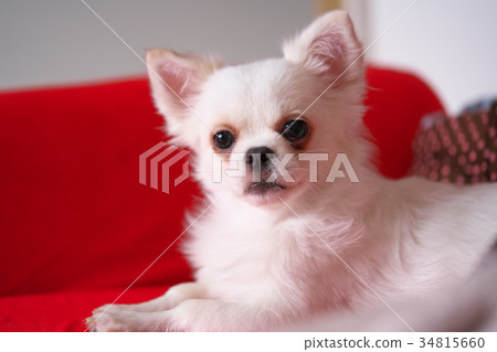 奇瓦瓦 奇瓦瓦 34815660