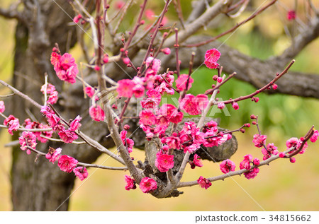 梅花 梅花 34815662