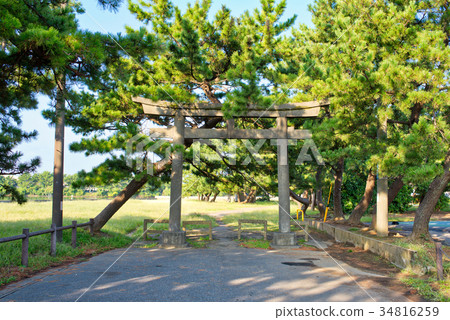 鳥居和松樹 鳥居和松樹 34816259