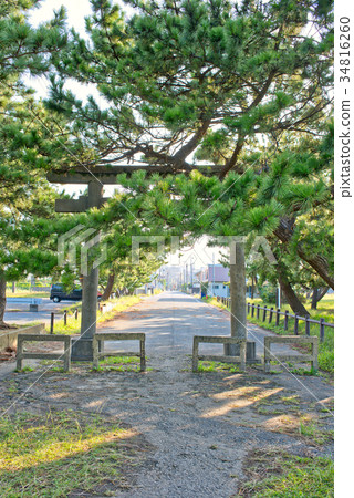 鳥居和松樹 鳥居和松樹 34816260