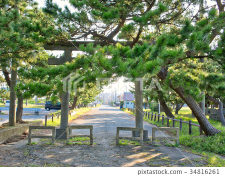 鳥居和松樹 鳥居和松樹 34816261