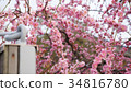 Plum blossoms 34816780