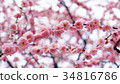 Plum blossoms 34816786