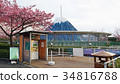 Nagoya, famous flower, Fuji 34816788