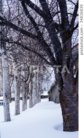 Winter scenery in Yoichi, Hokkaido, Japan Winter scenery in Yoichi, Hokkaido, Japan 34816839