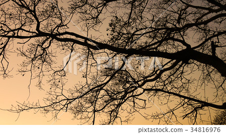 Dried tree at sunset Dried tree at sunset 34816976