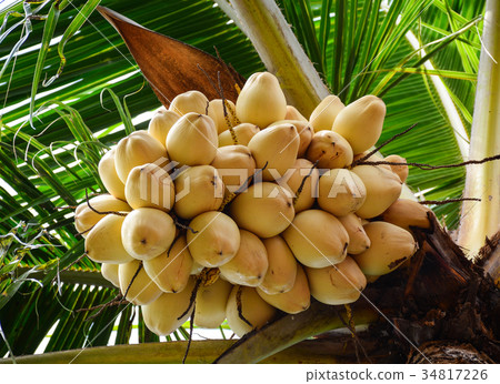 Coconut tree and fruits at the plantation in Asia 34817226