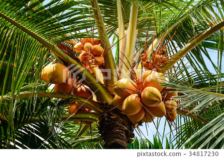 Coconut tree and fruits at the plantation in Asia 34817230