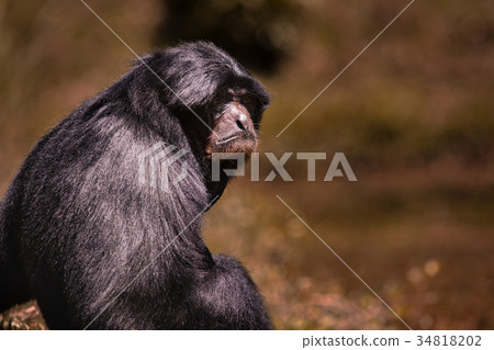 siamang gibbon  against blur background 34818202