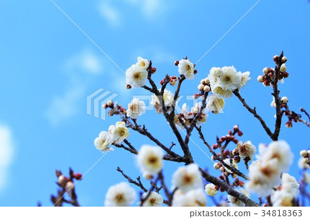藍天和刷新的白色李子開花 藍天和刷新的白色李子開花 34818363