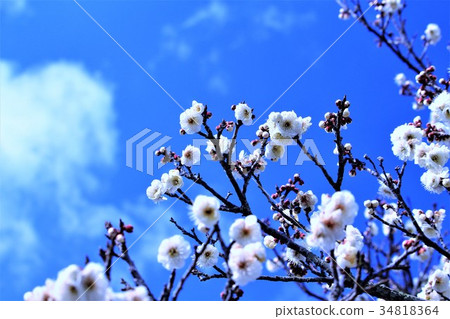 藍天和刷新的白色李子開花 34818364