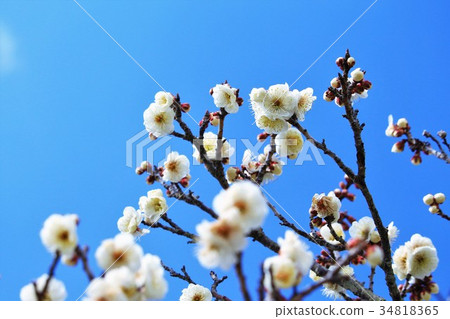 藍天和刷新的白色李子開花 藍天和刷新的白色李子開花 34818365
