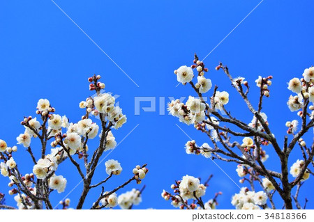Clear blue sky and refreshing white plum blossoms Clear blue sky and refreshing white plum blossoms 34818366