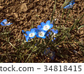 Baby blue eyes flower field California 34818415