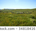 wild flower field blooming in spring in the valley 34818416