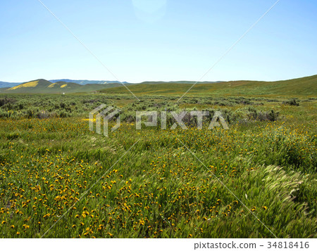 wild flower field blooming in spring in the valley 34818416