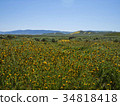 wild flower field blooming in spring in the valley 34818418