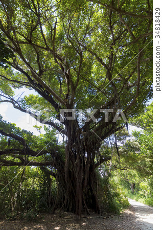 Kudaka Island Huge Banyan Tree 34818429