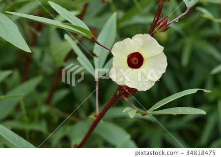 玫瑰茄花 玫瑰茄花 34818475