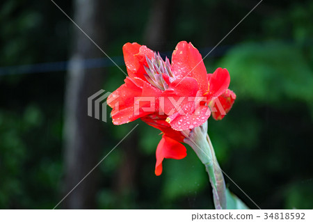Canna 34818592