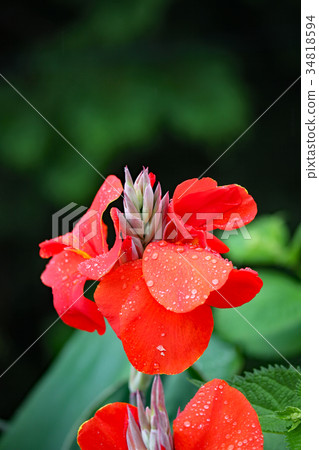Canna 34818594