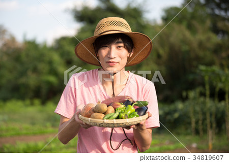 Harvesting vegetables 34819607
