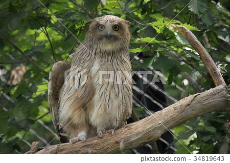 Shimous owl Shimous owl 34819643