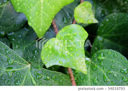 常春藤_水滴_側_關閉 常春藤_水滴_側_關閉 34819793