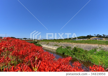 [愛知縣]八ka川上的殘劍魚 34819950