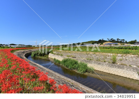 [愛知縣]八ka川上的殘劍魚 34819951