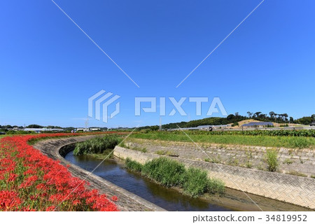 [愛知縣]八ka川上的殘劍魚 34819952