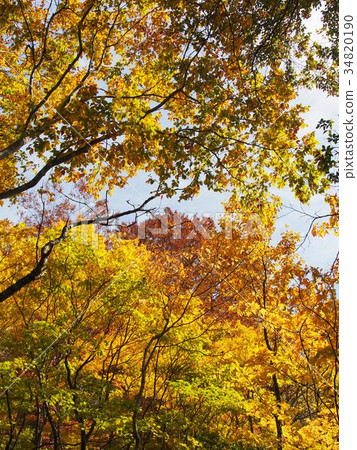 Danchi Shinmichi of colored leaves 34820190