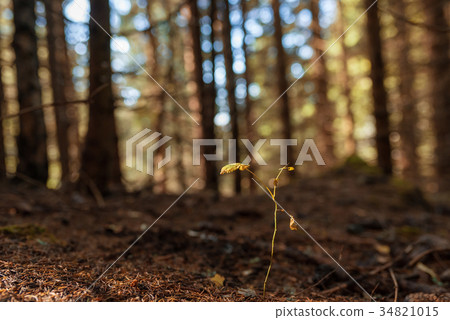 Photo of wild flower in the meadow 34821015