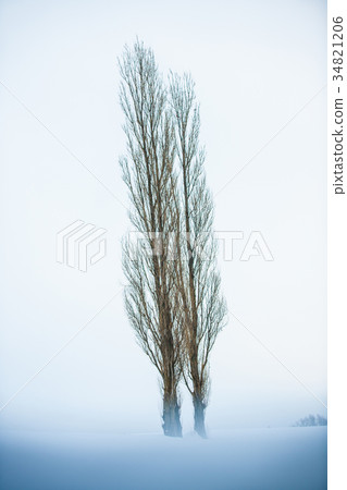Hokkaido Biei Akabino hill Poplar trees in winter 34821206